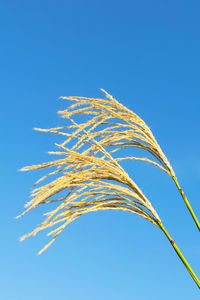 Low angle view of plant against clear blue sky