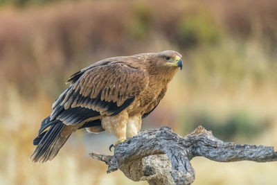 Close-up of golden eagle perching on branch