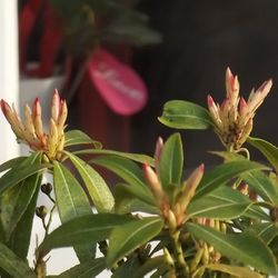 Close-up of pink flower