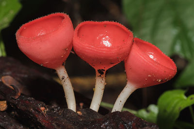 Close-up of red mushrooms growing outdoors
