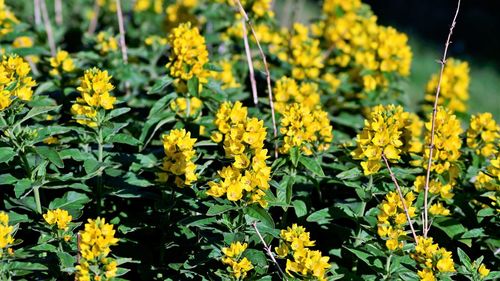 Close-up of yellow flowering plants on field