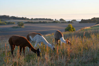Three llamas grazing