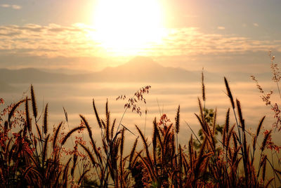 Scenic view of field against sky during sunset