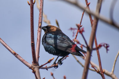 Low angle view of bird perching on branch
