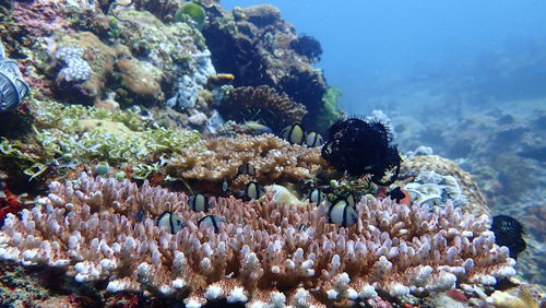 View of fish in sea