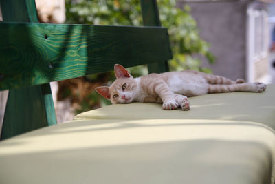 Close-up portrait of cat