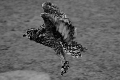 Close-up of owl flying over sea