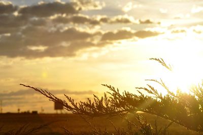 Plants growing on field at sunset