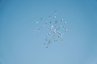 Low angle view of birds flying in clear sky