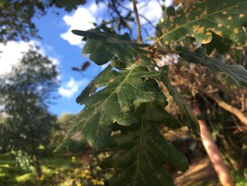 Low angle view of green leaves on tree