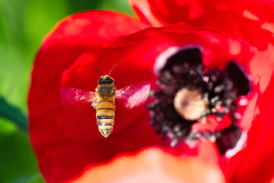 Close-up of insect on red flower