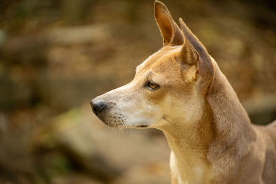 Close-up of dog