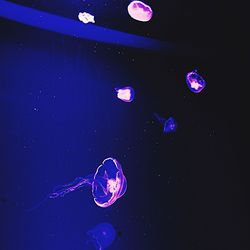 Jellyfish swimming in sea