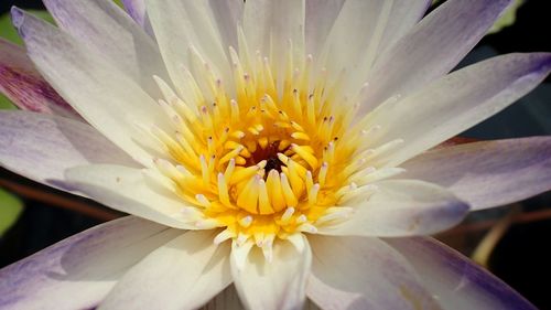 Close-up of white flower blooming outdoors