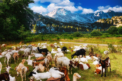 Goats on field against mountains. 