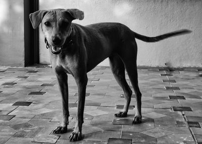 Portrait of dog standing on footpath