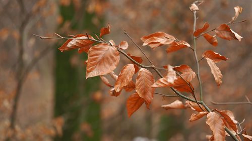 Close-up of plant during autumn