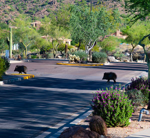 View of a horse in the road