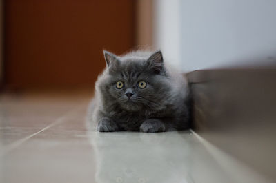 Portrait of kitten on floor at home