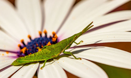 Close-up of butterfly on plant