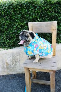 Dog standing on chair in yard