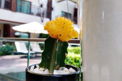Close-up of yellow flower against built structure