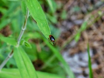 Close-up of insect on leaf