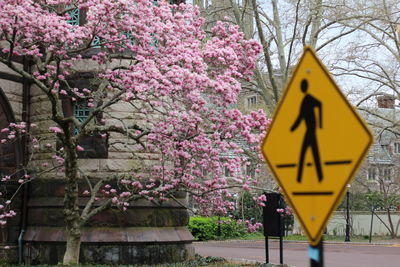 Close-up of yellow flowers on cherry blossom