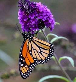 Close-up of butterfly pollinating on flower