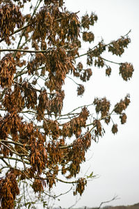 Low angle view of dried plant on tree against sky