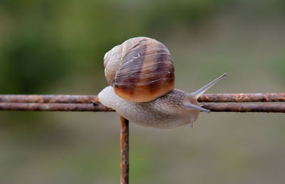 Close-up of snail on leaf