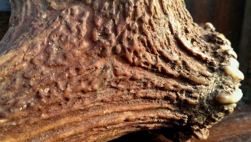 Close-up of tree trunk