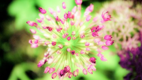 Close-up of pink flowers