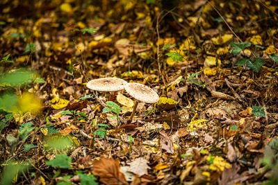 Close-up of mushrooms growing on field