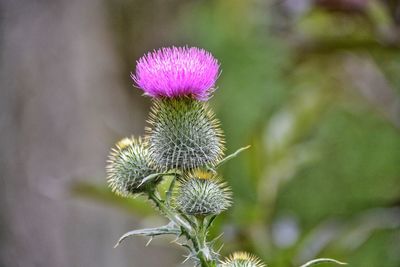 Close-up of thistle flower