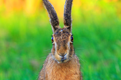 Funny frontal portrait of a wild hare