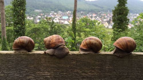 Close-up of snail