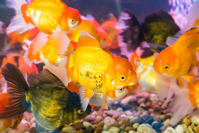 Gold fishes swimming in fish aquatic ornament tank relaxation at beautiful fish shop thailand.