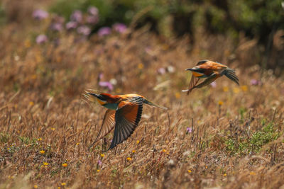 Bird flying in a field