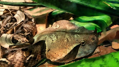 Close-up of plant against white background