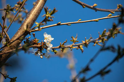 Low angle view of cherry blossom against blue sky