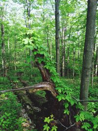 Trees in forest