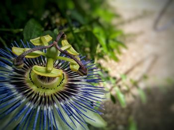 Close-up of passion flower