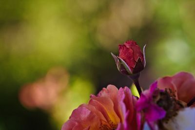 Close-up of pink rose plant