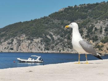 Seagull on a beach