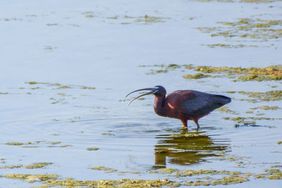 Bird perching on lake