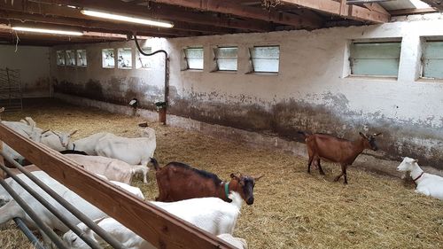 Goats at a farm