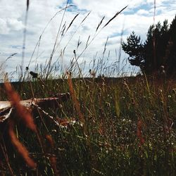 Close-up of grass in field against sky