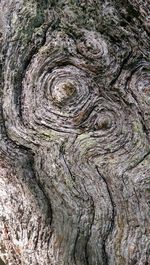 Close-up of tree trunk