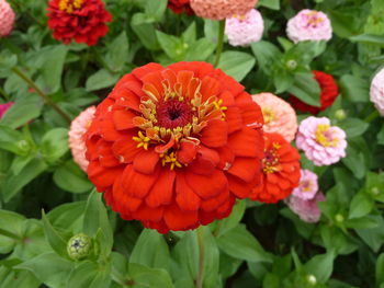 Close-up of orange flowers blooming outdoors